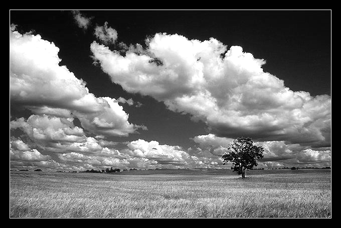 sielankowo in B&W