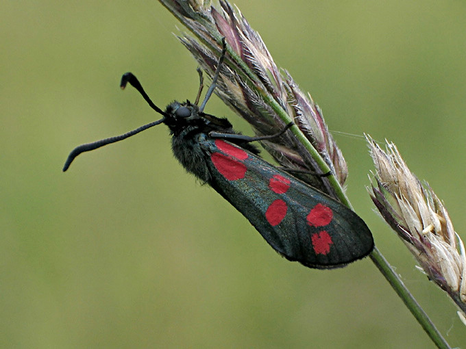 Kraśnik sześcioplamek