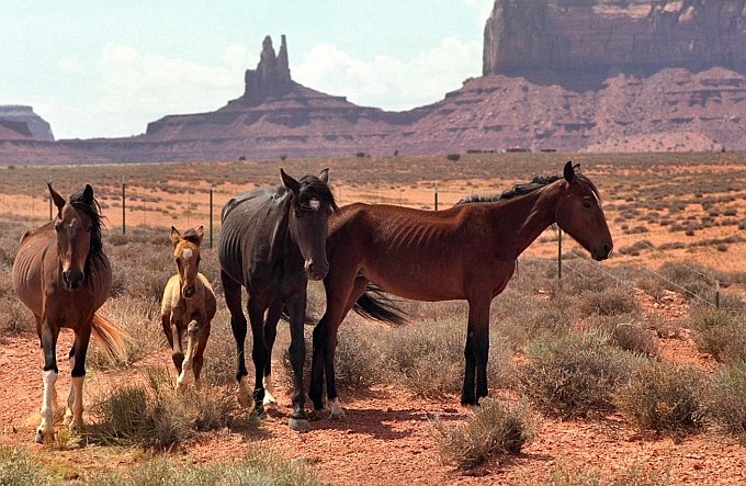 Navajo Horses