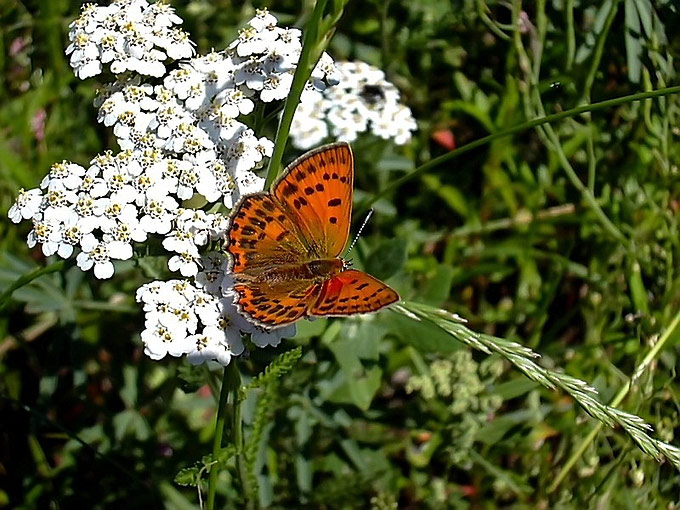 Motyl