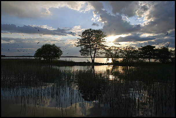 Wyspa ptaków