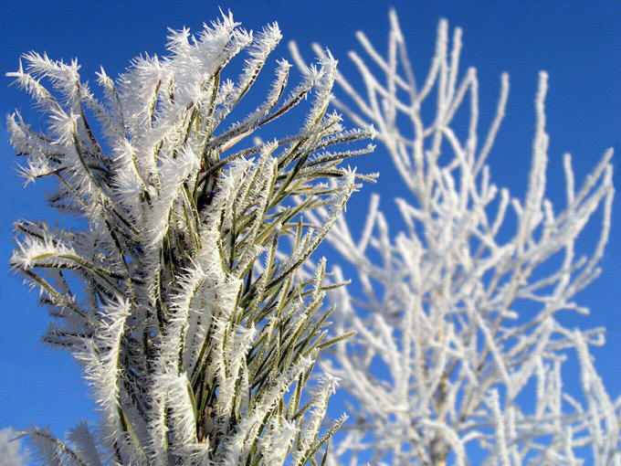 Sosnowski z Brzozowską