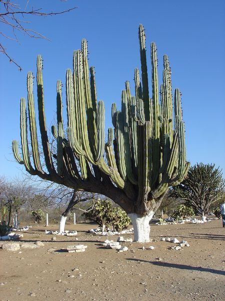 viven los sue&ntilde;os