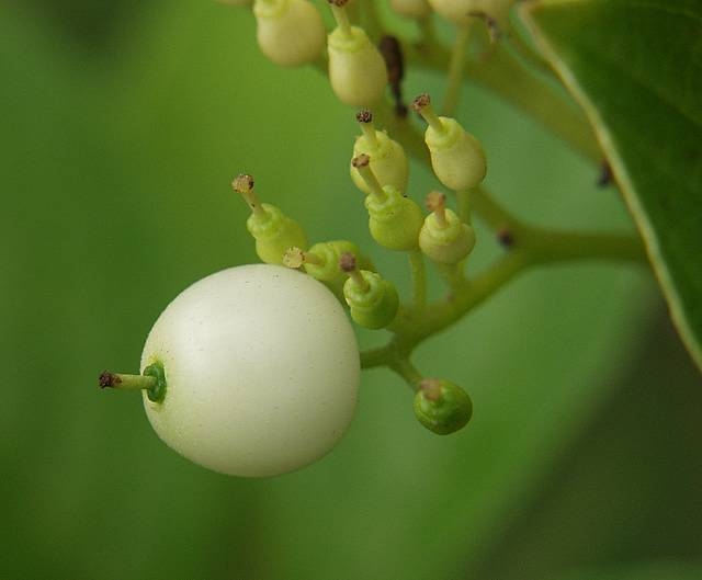 10-CORNUS STOLONIFERA dereń rozłogowy