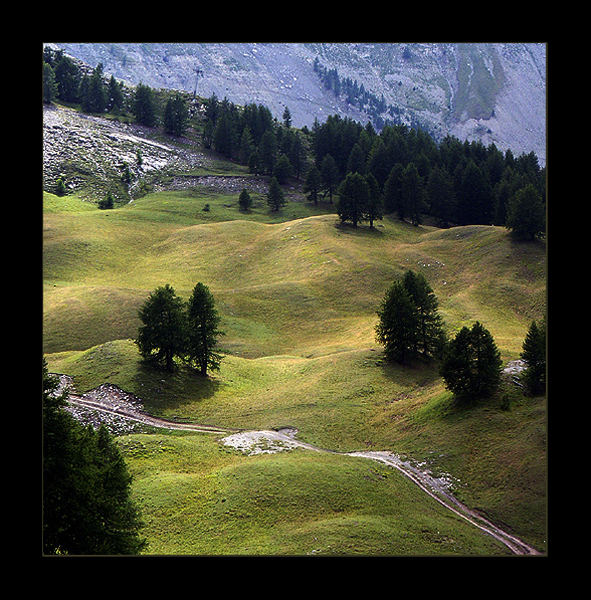 Alpejska łąka