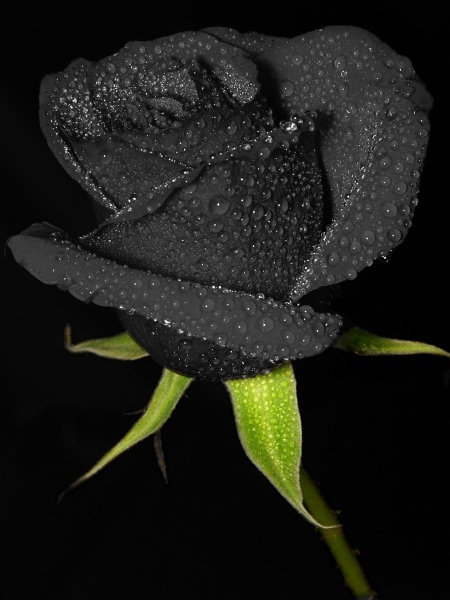 Black rose.