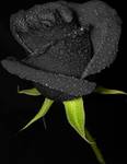 Black rose.