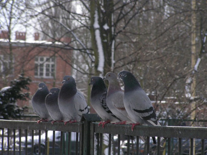 Gołąbki