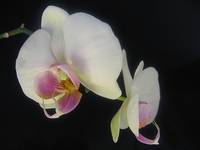 Phalaenopsis