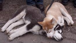 Siberian Husky