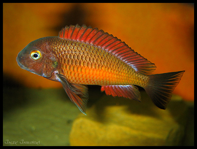 Tropheus sp. ilangi