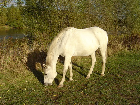 Biały koń