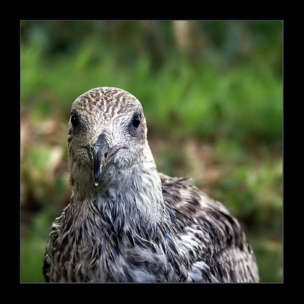 Portret ptaśka