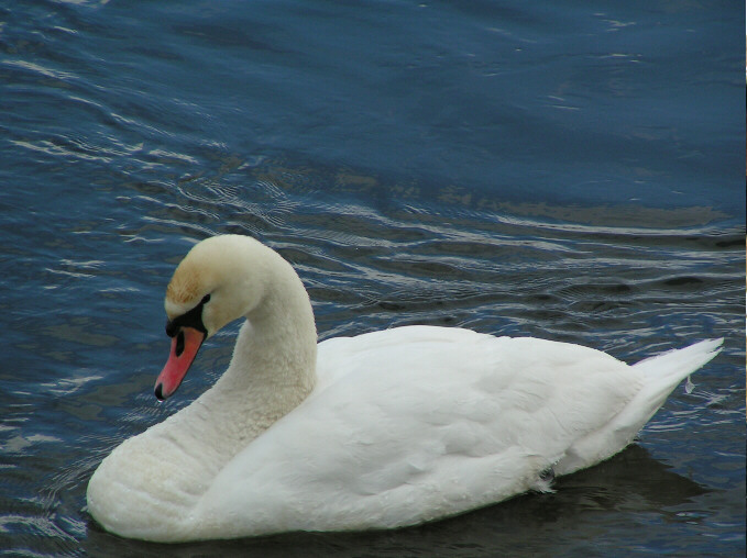 Łabądek