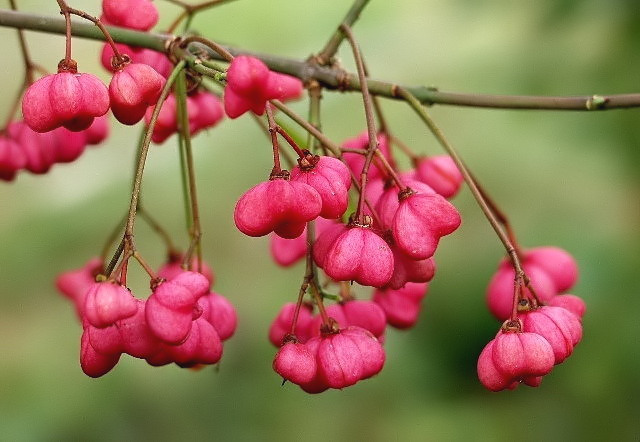 11-EUONYMUS EUROPAEUS trzmielina pospolita