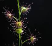 Drosera peltata