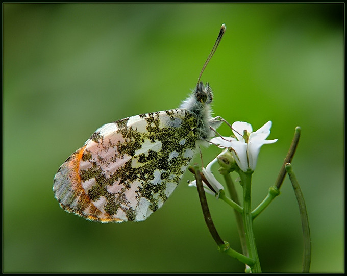 Zorzynek rzeżuchowiec (Anthocharis cardamines)