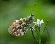 Zorzynek rzeżuchowiec (Anthocharis cardamines)