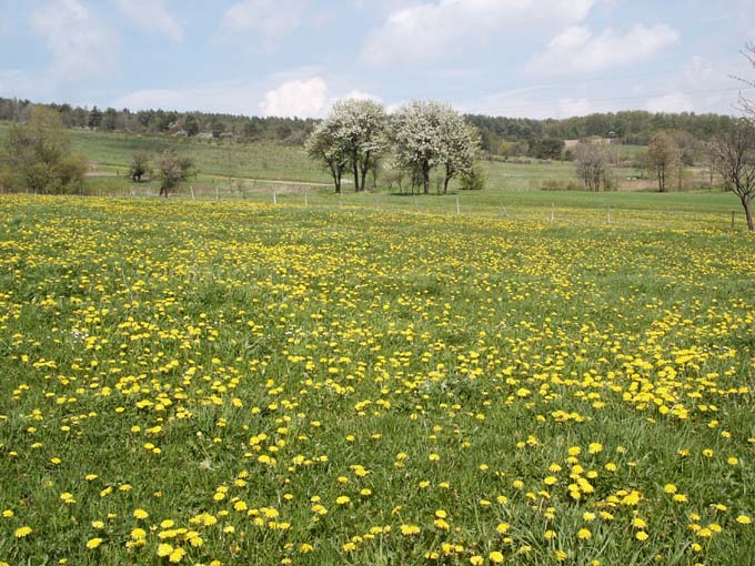 Wiosna w Bieszczadach