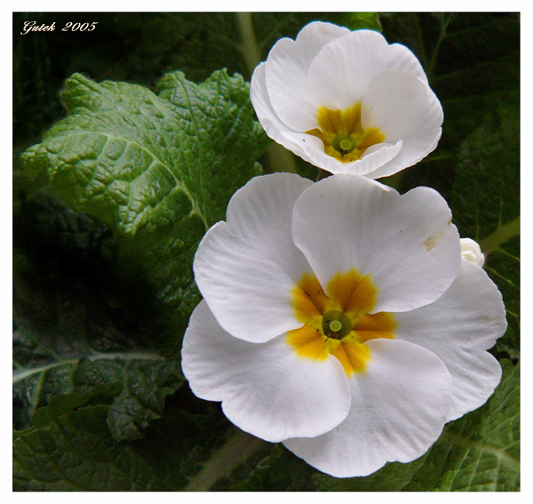 Primula Acaulis 2.