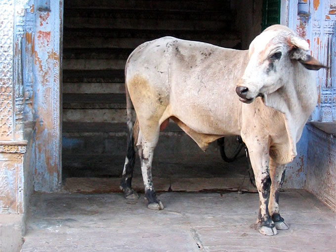 holly cow in pushkar