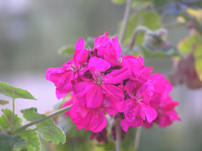 pink flower...???