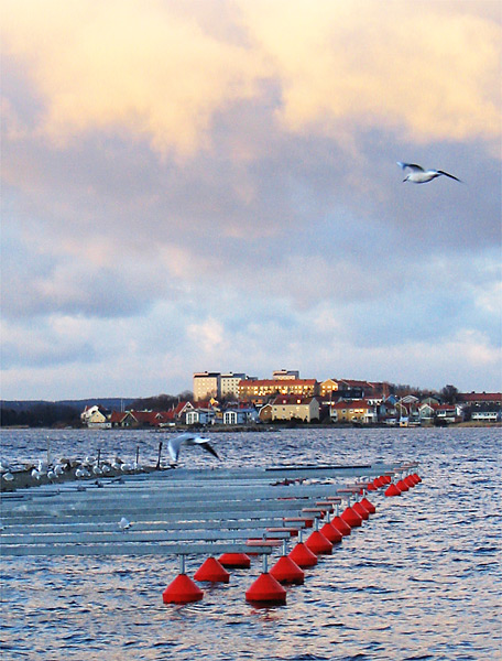 Zimą marina w mew władzy