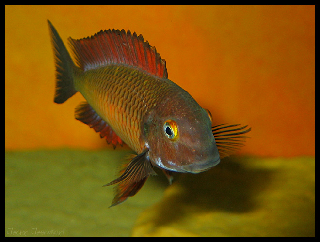 Tropheus sp. Ilangi