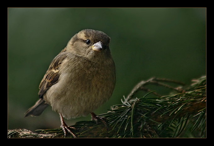 Wróbel Domowy (Passer domesticus)