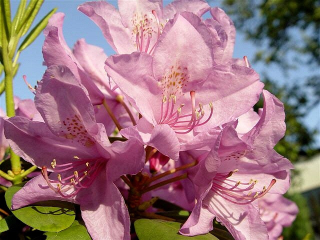 Rhododendron