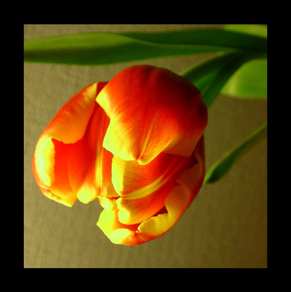 tulip 2