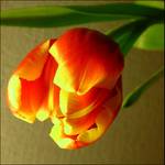 tulip 2