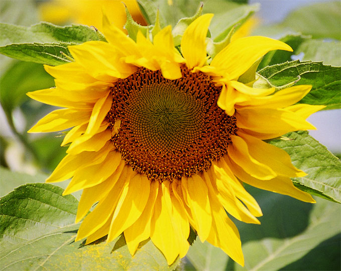 Sunflower