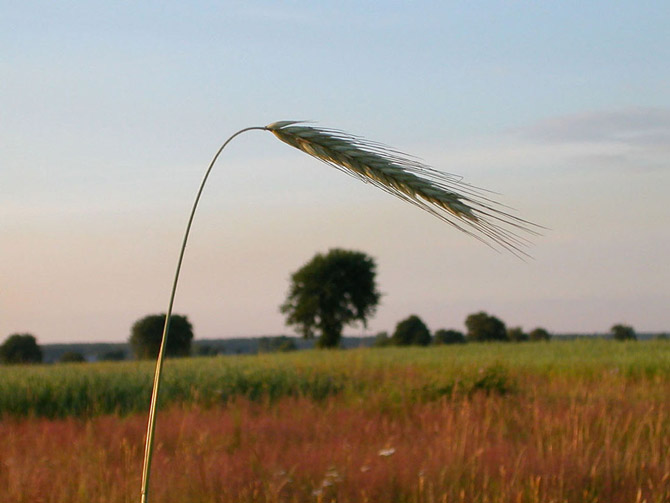 zapomniany kłos