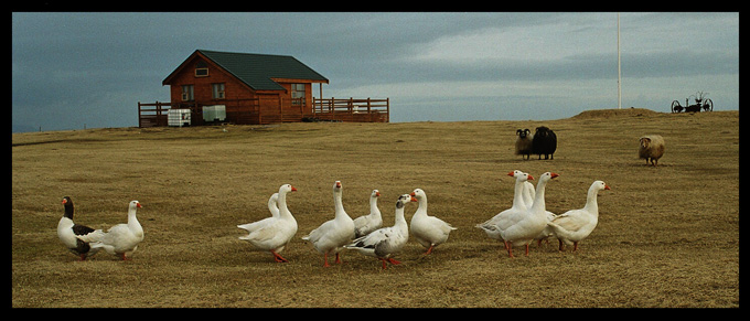 typowa islandia...