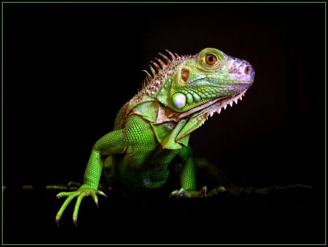 Iguana Iguana Rhinolopha