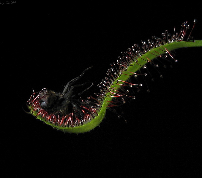 Drosera capensis - Smacznego