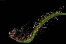 Drosera capensis - Smacznego