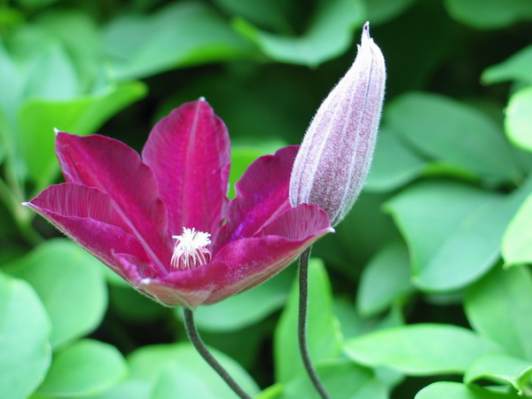 clematis