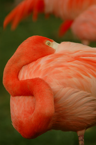 flamingo