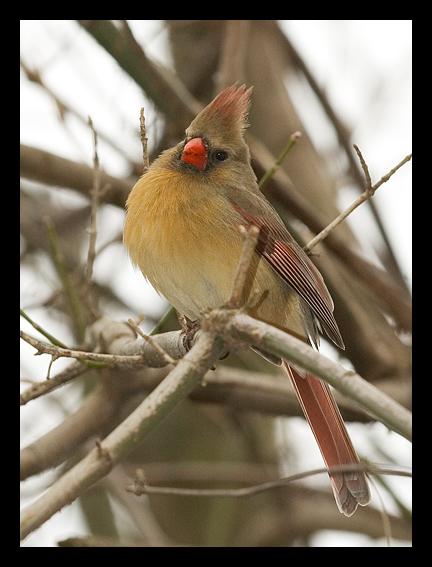 Northern cardinal.