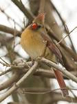 Northern cardinal.