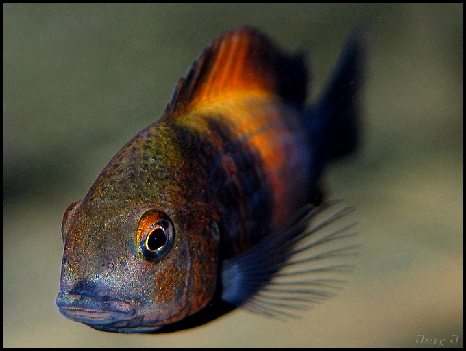 Tropheus bemba