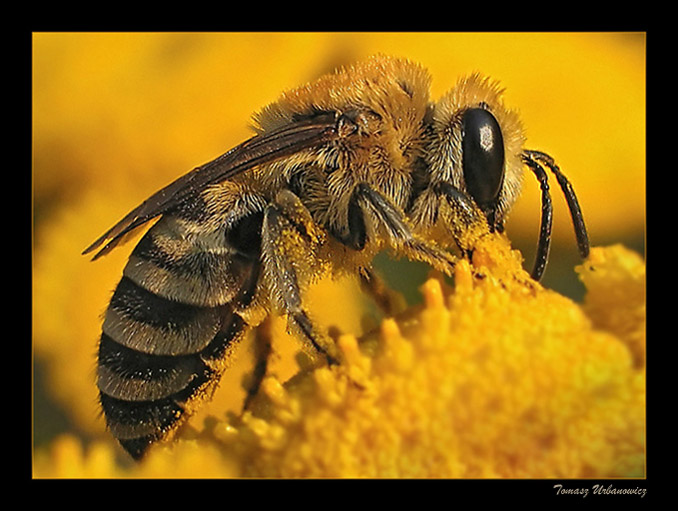 Pszczoła miodna (Apis mellifera)