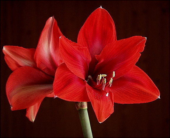 14-HIPPEASTRUM zwartnica