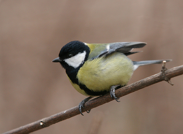 Parus major