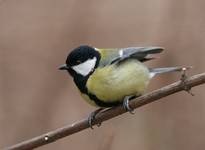 Parus major