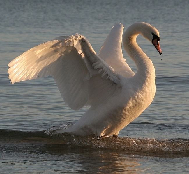 Łabędź