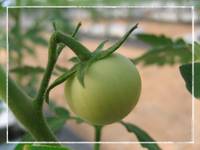 pomidorek