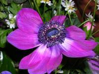 Wiosenny Anemonek